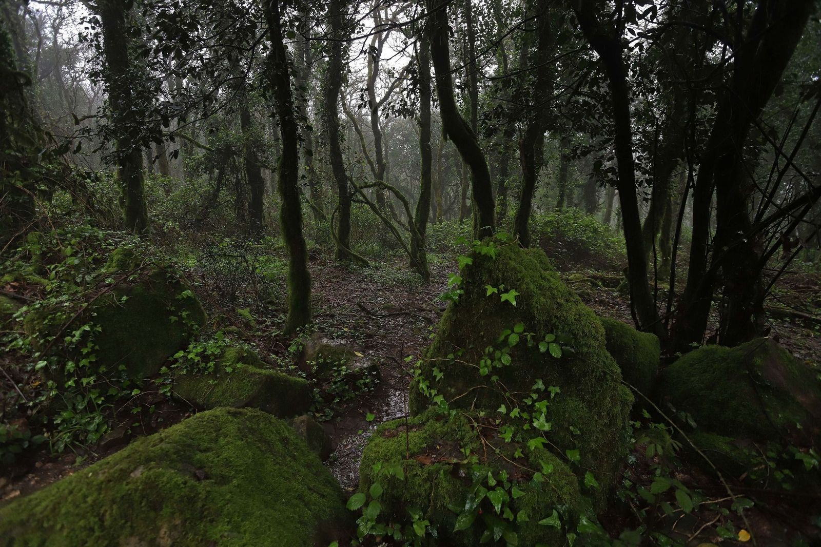 Quejigos cubiertos por líquenes en el Bosque de Niebla.