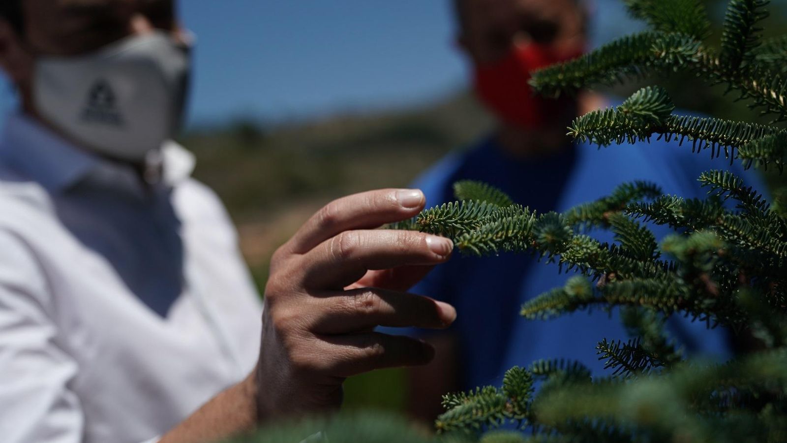 Moreno observa un ejemplar de pinsapo.