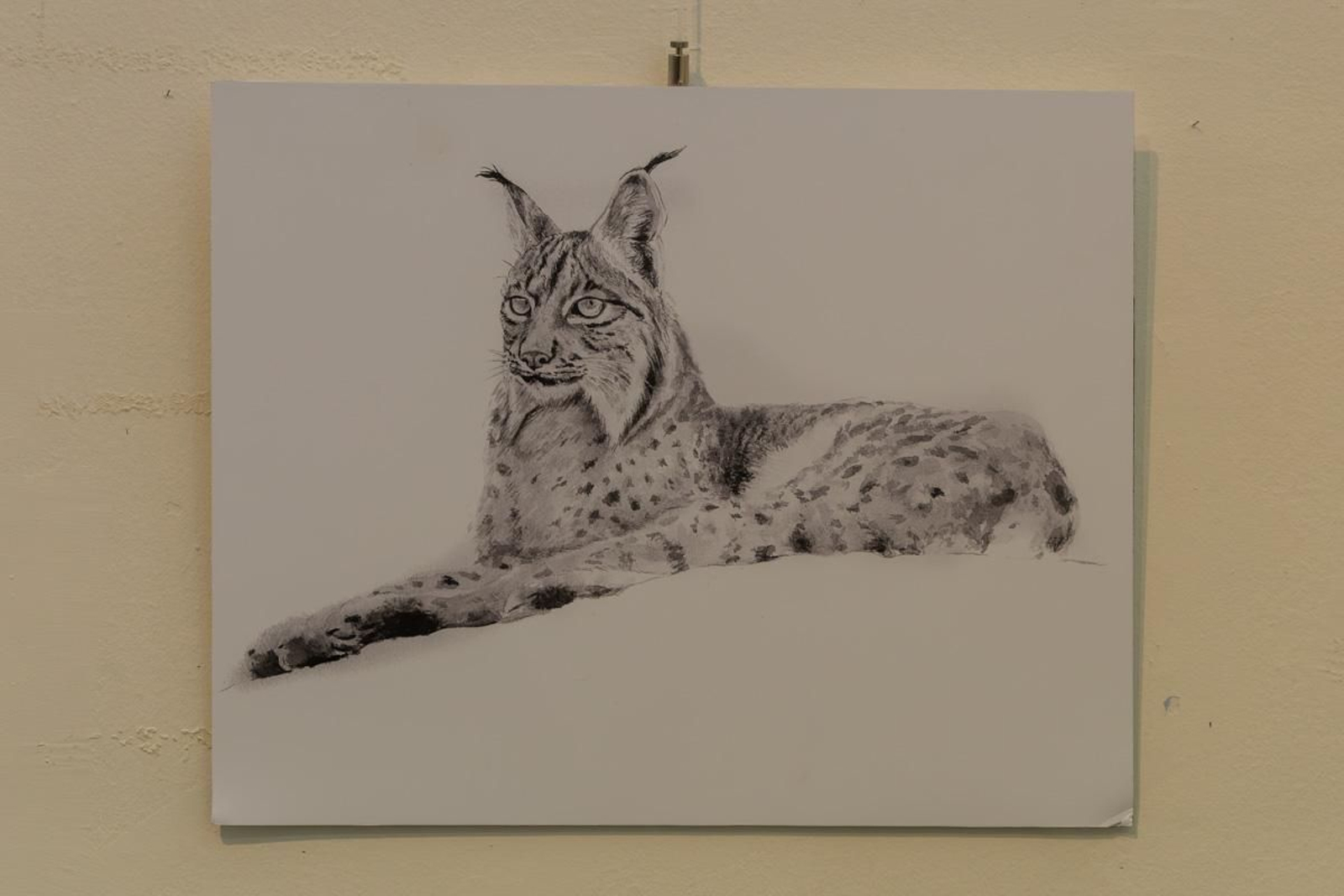 Exposición Los pinceles del lince ibérico, en imágenes