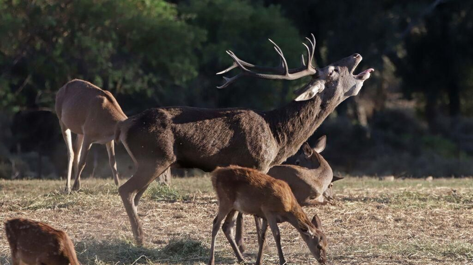 Berrea del ciervo en el Parque de Los Alcornocales