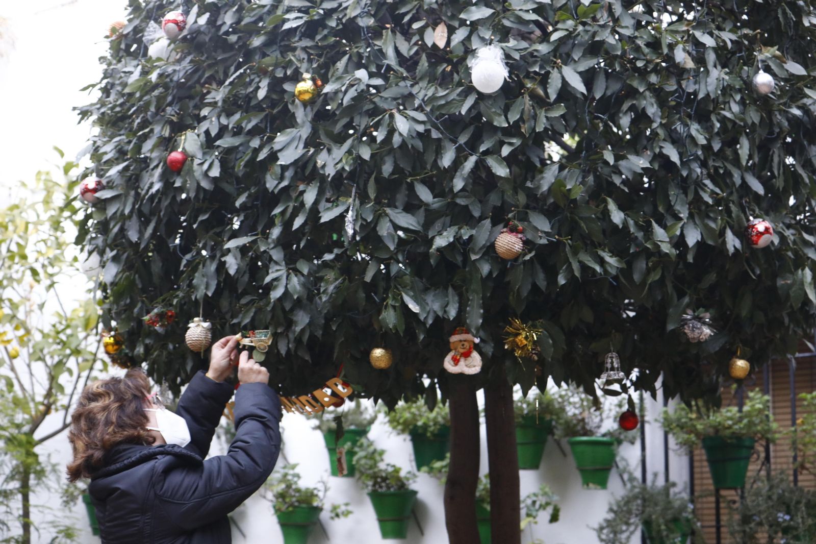 Las fotografías de los Patios de Córdoba en Navidad