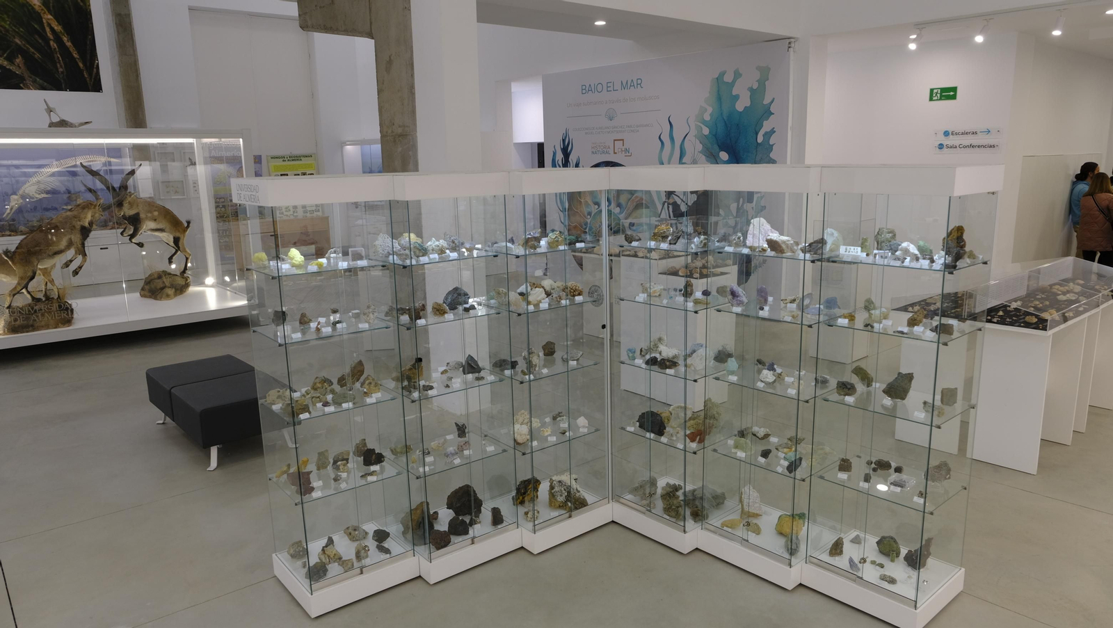 Descubre en estas fotos las maravillas que esconde el Pabellón de Historia Natural de la UAL