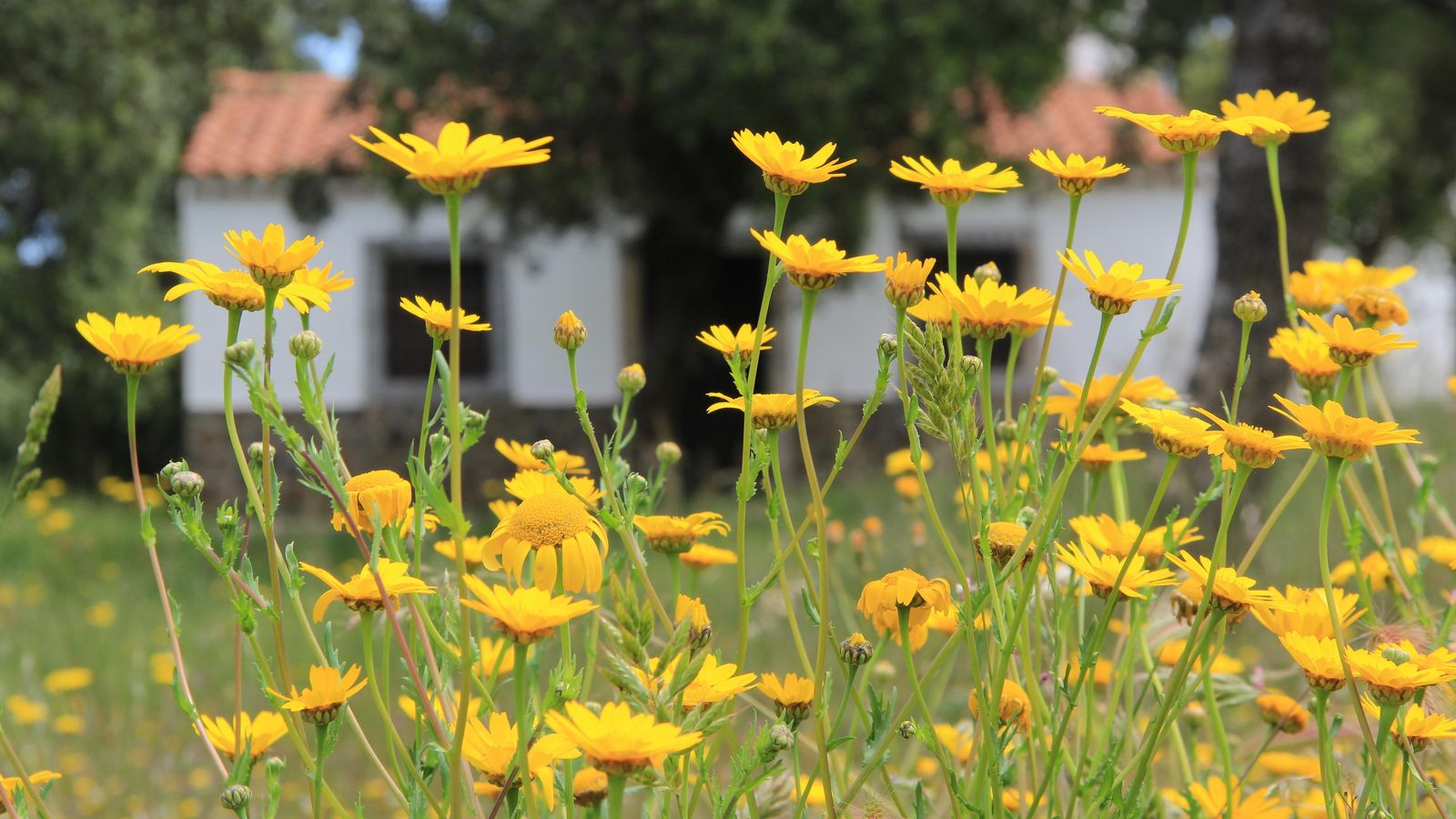 Margaritas en el parque de San Martín de Añora.