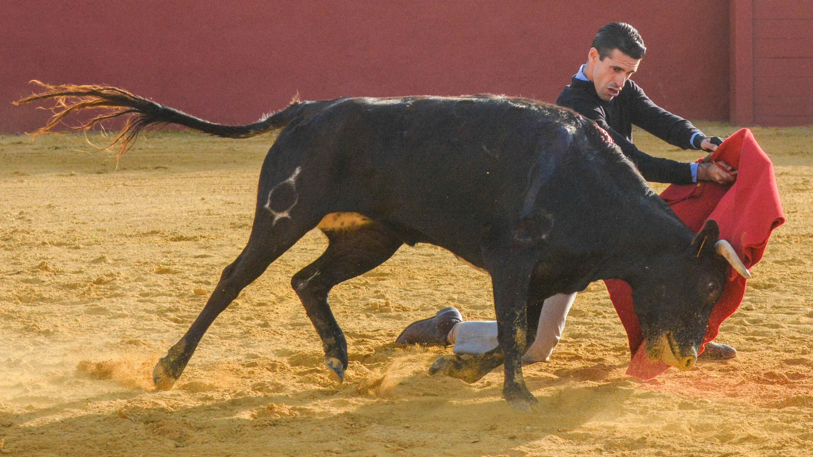 Tentadero con Talavante en la finca La Palmosilla
