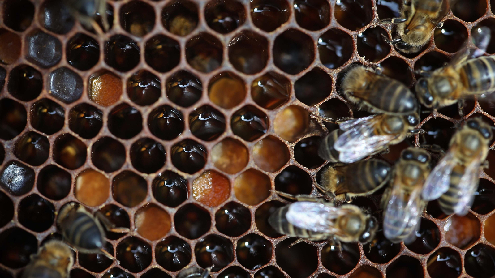 El arte de la apicultura en Los Barrios