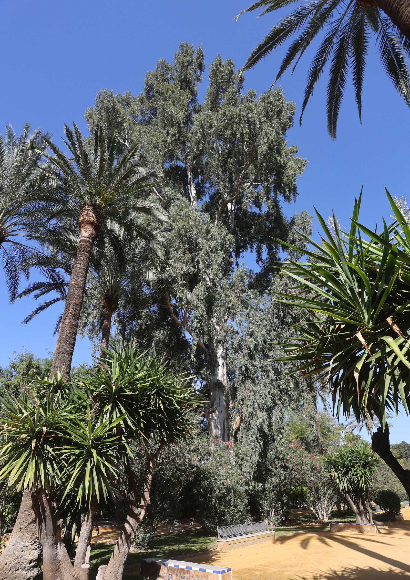 Los árboles más singulares del nuevo catálogo de Sevilla