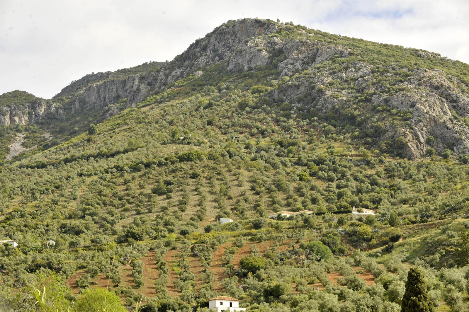 Vista de un cerro en la Sierra cuajado de olivares de montaña.