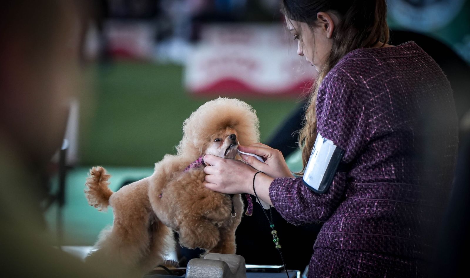 Espectacular exposición canina en Ifeca Jerez, en imágenes