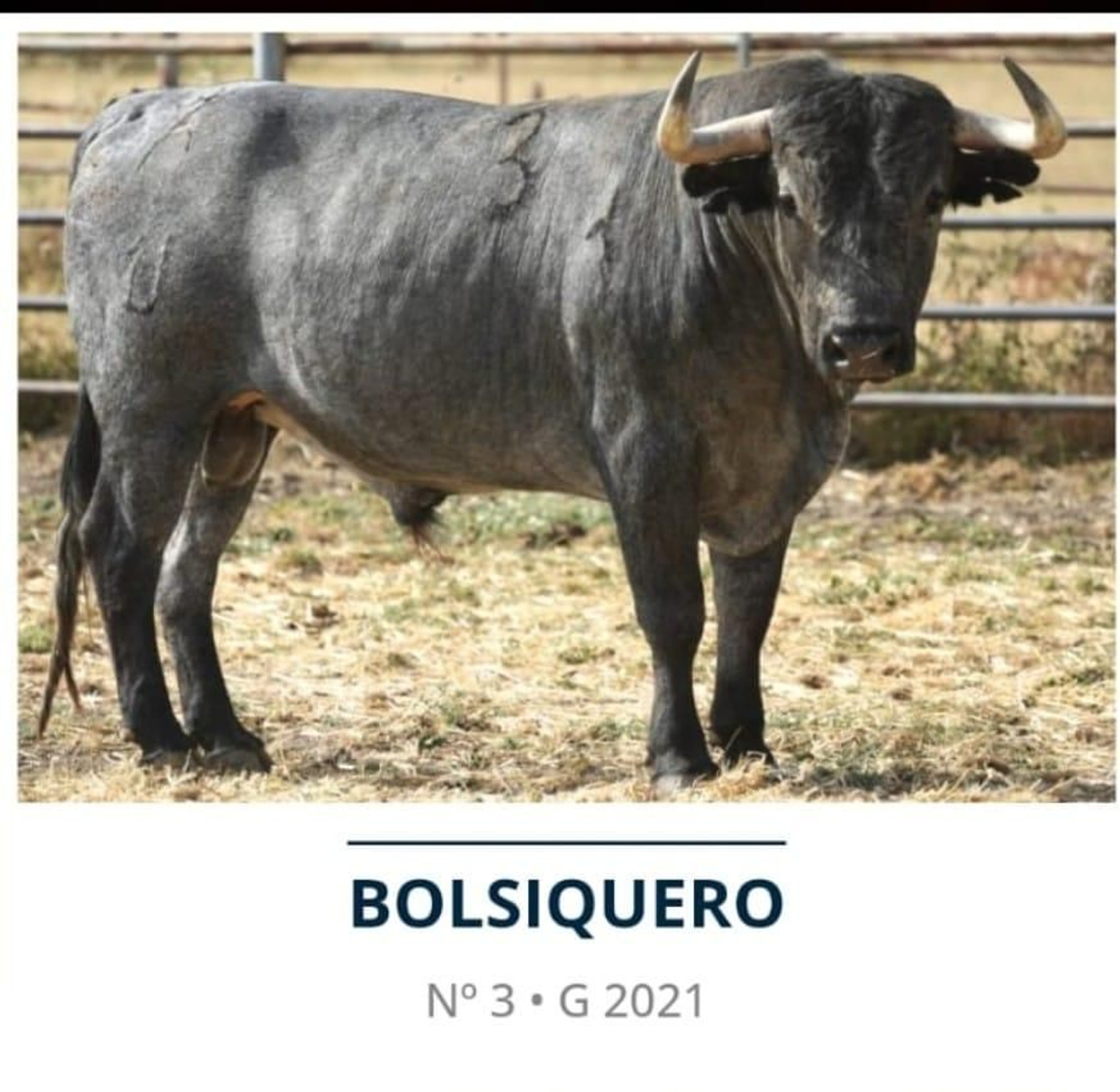 Bolsiquero, de la ganadería Victorino Martín.