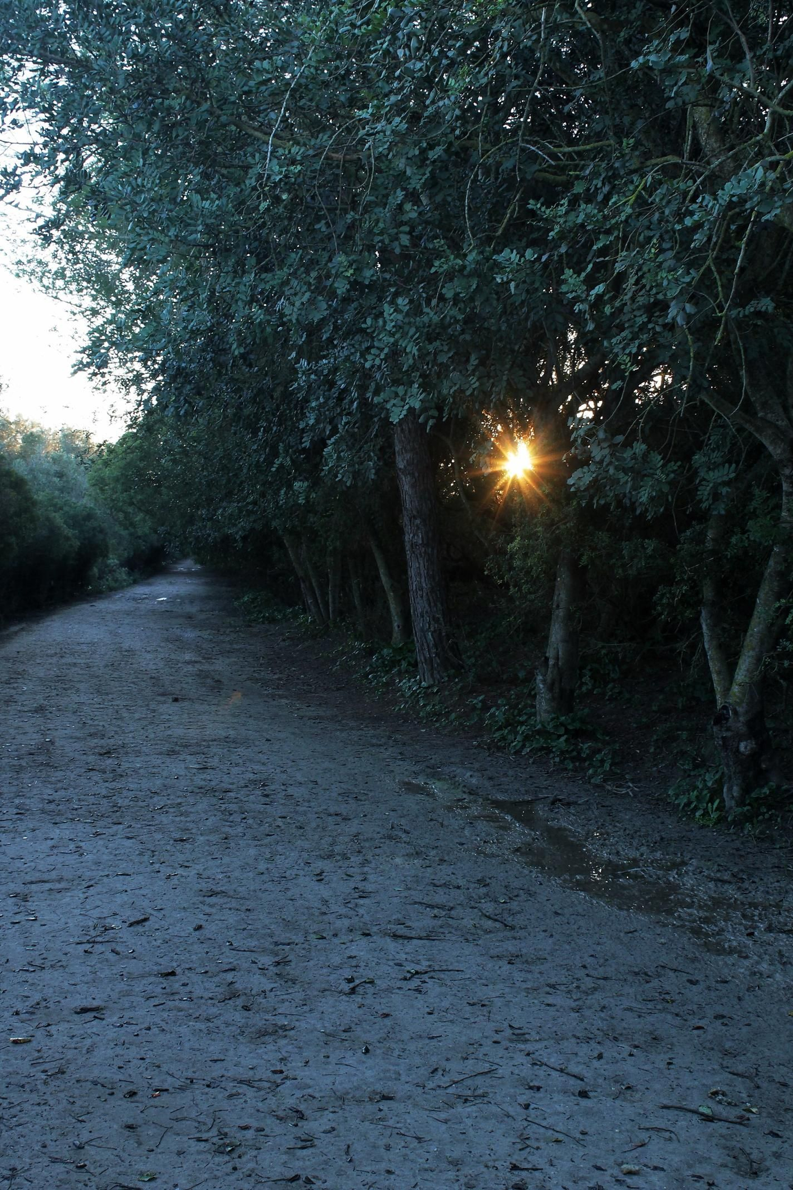 La Trocha camino del Mojo