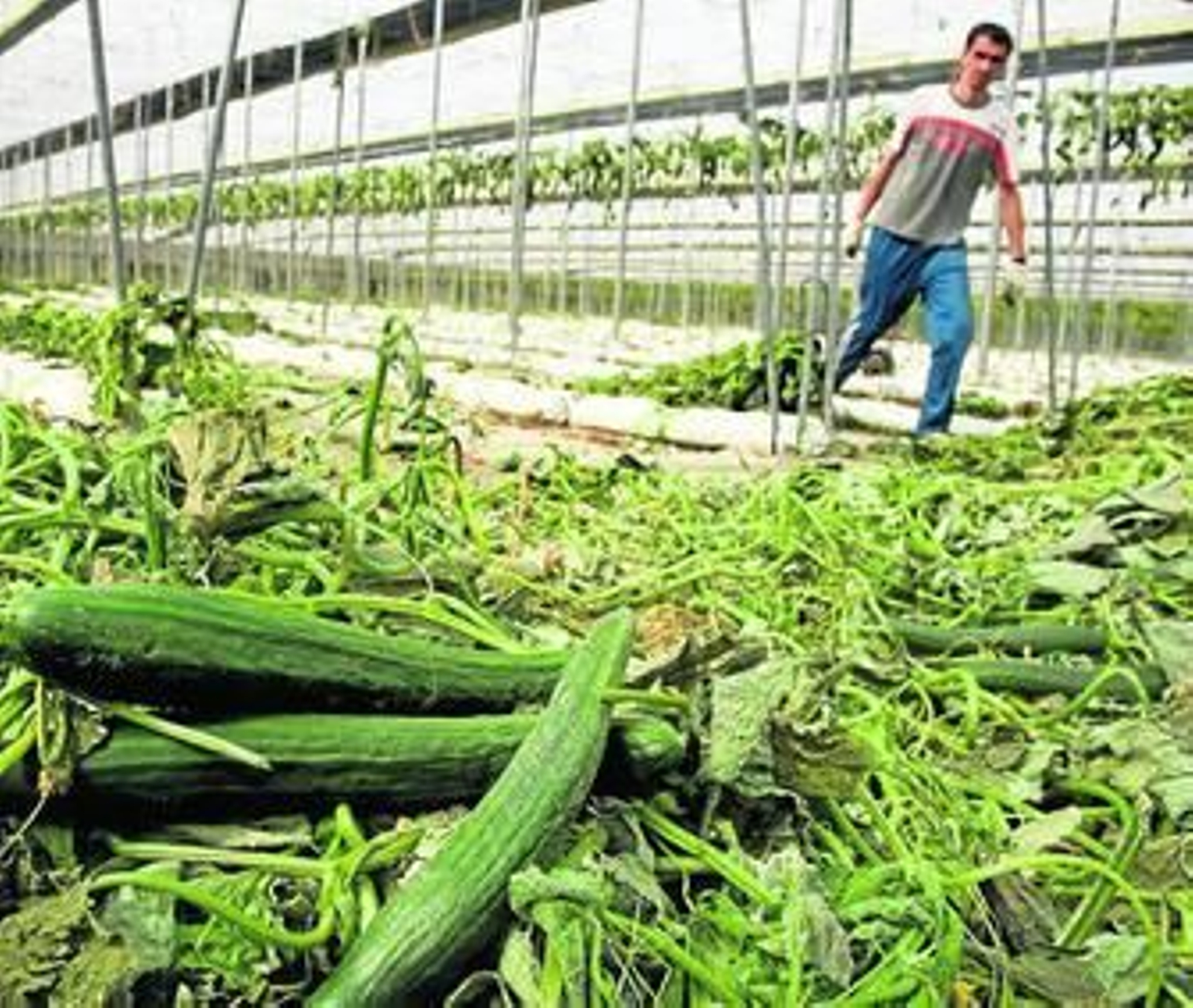 Agricultores de Las Norias arrancan las plantaciones de pepinos por la falta de ventas.