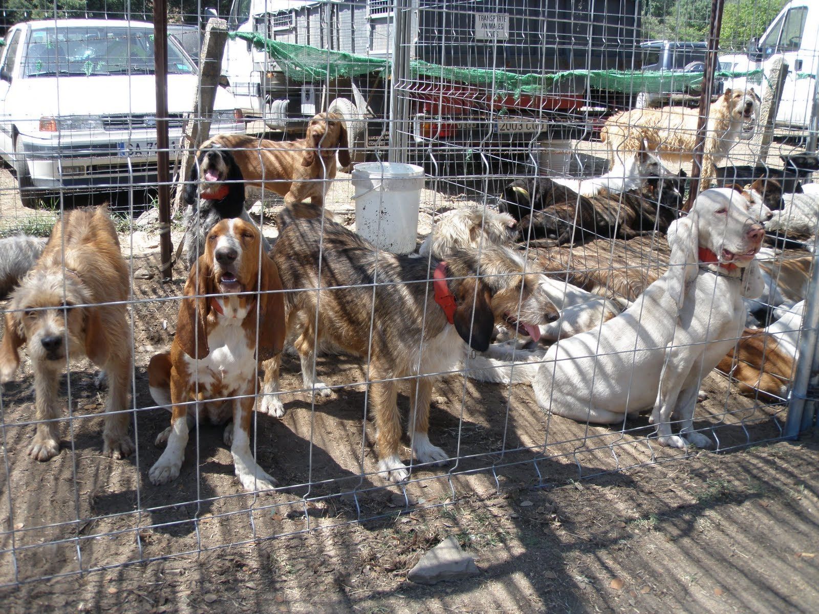 Imagen de archivo de varios perros de una rehala.