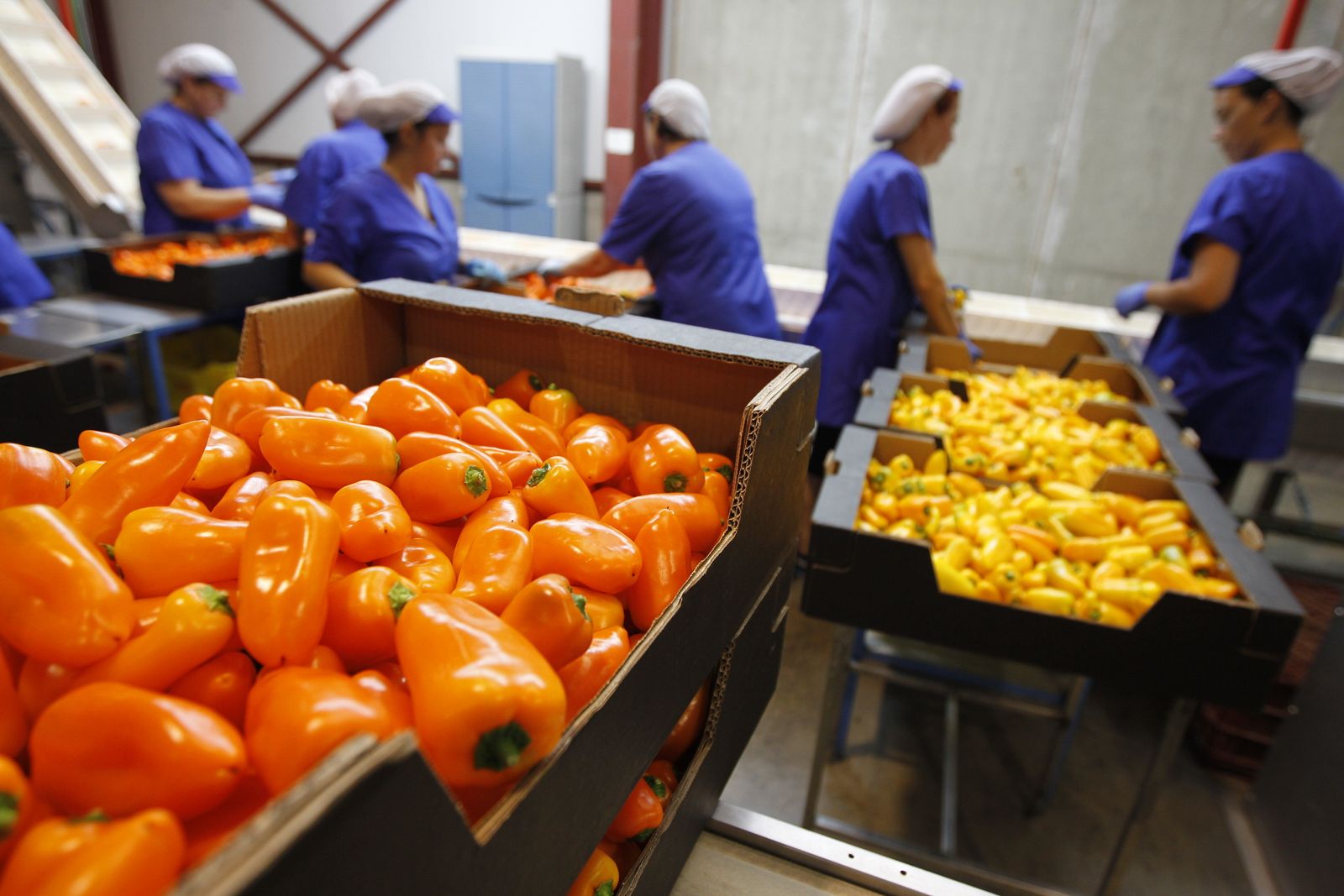 Las hortalizas exportadas desde Almería siguen siendo de los productos más vendidos.