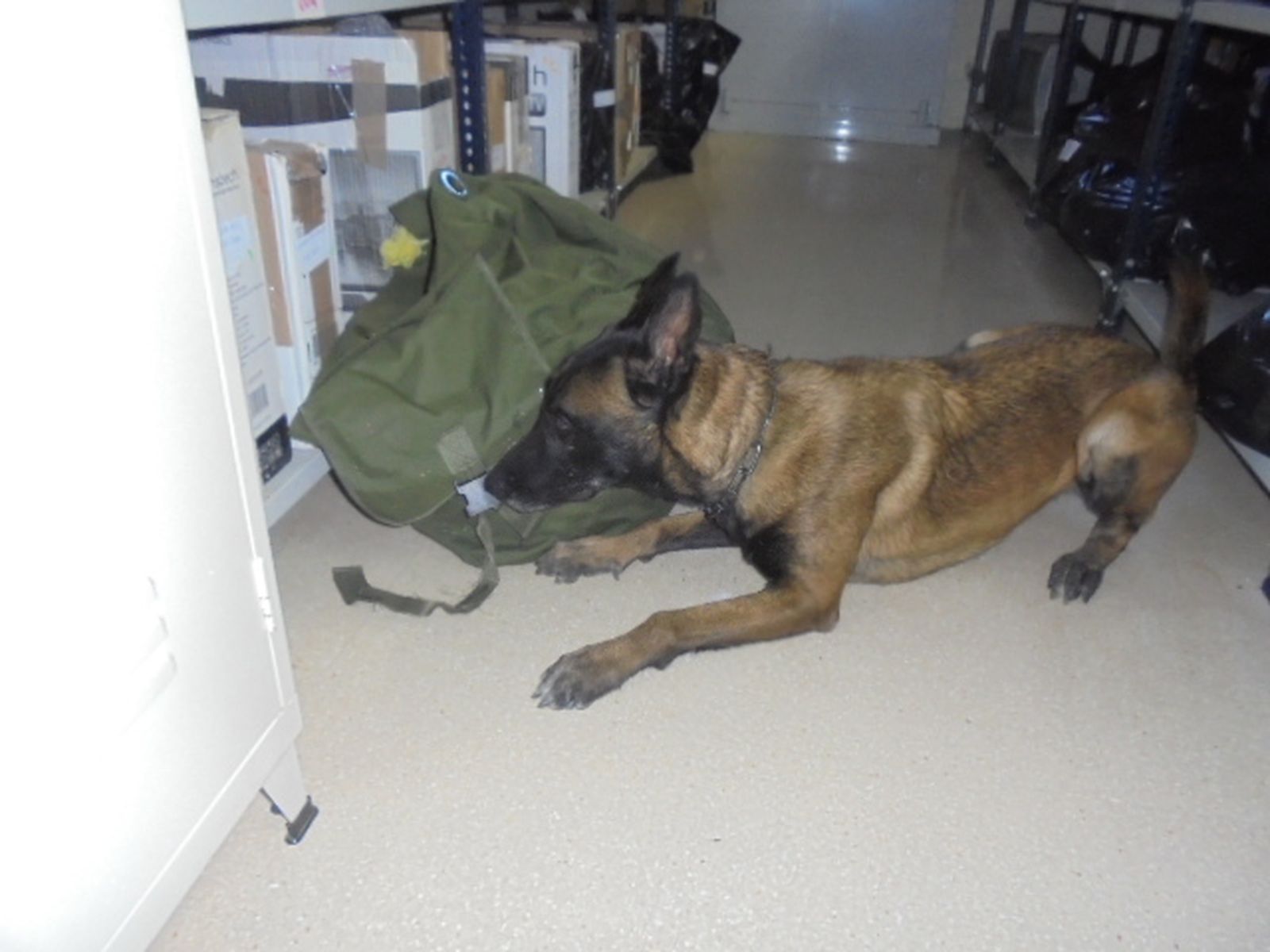 Uno de los perros de la unidad canina de Sevilla-II