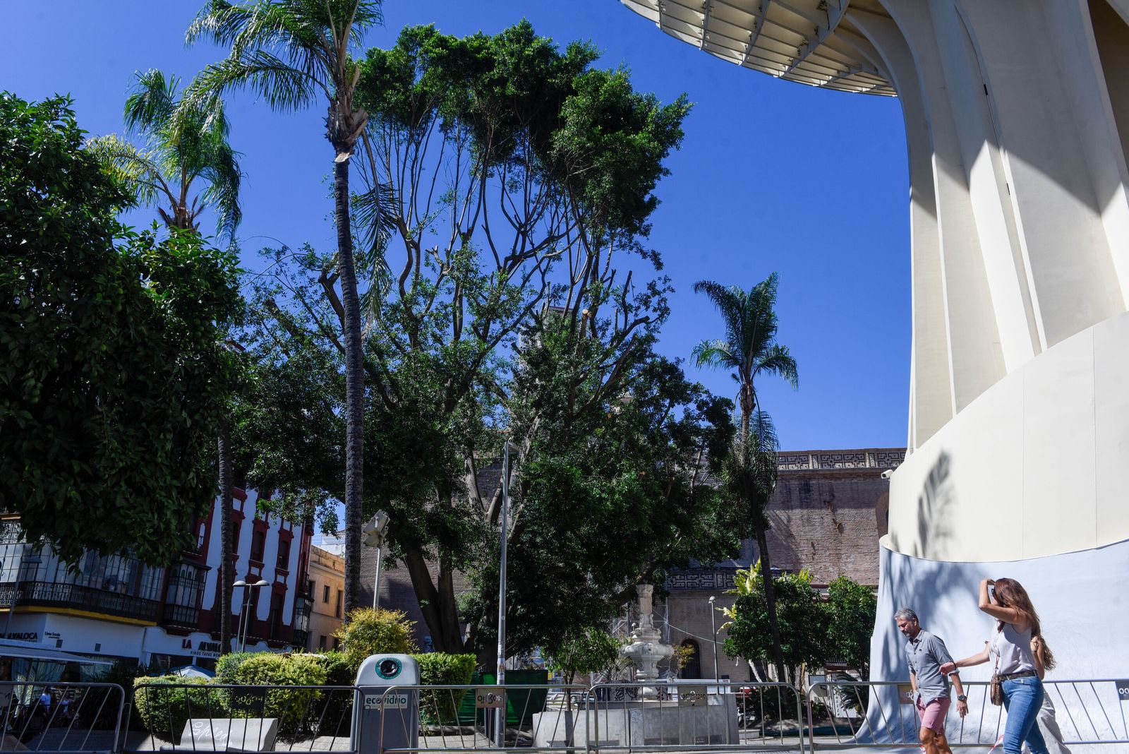 El maltrecho ficus de la Plaza de la Encarnación tras el perímetro de seguridad instalado por el Ayuntamiento.