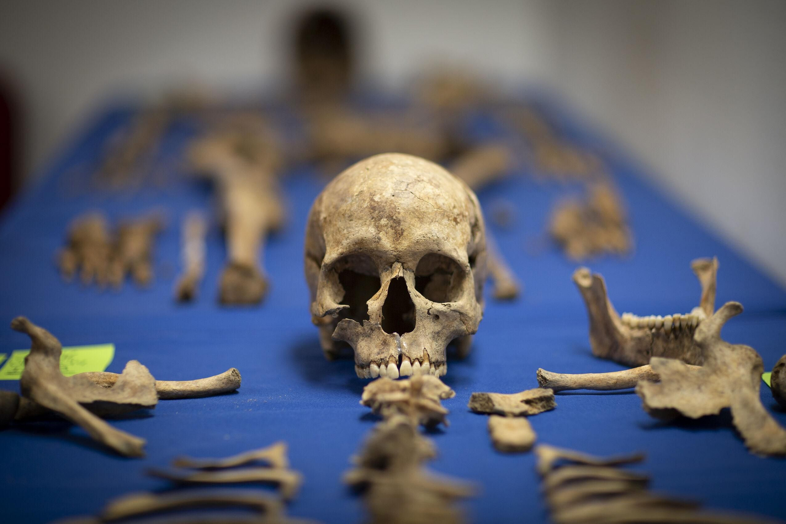 Restos óseos extraídos de una fosa común de la Guerra Civil en Víznar (Granada)