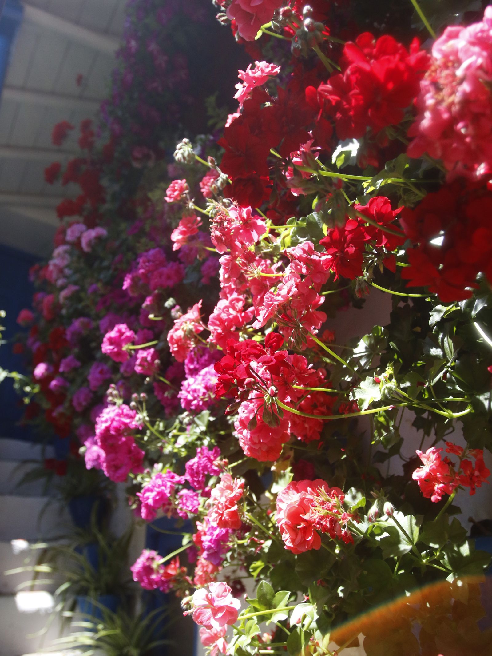 Ruta San Lorenzo de los Patios de Córdoba, en imágenes