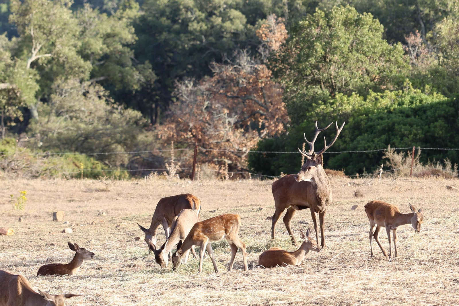 Fotos de la berrea en el Parque natural de Los Alcornocales