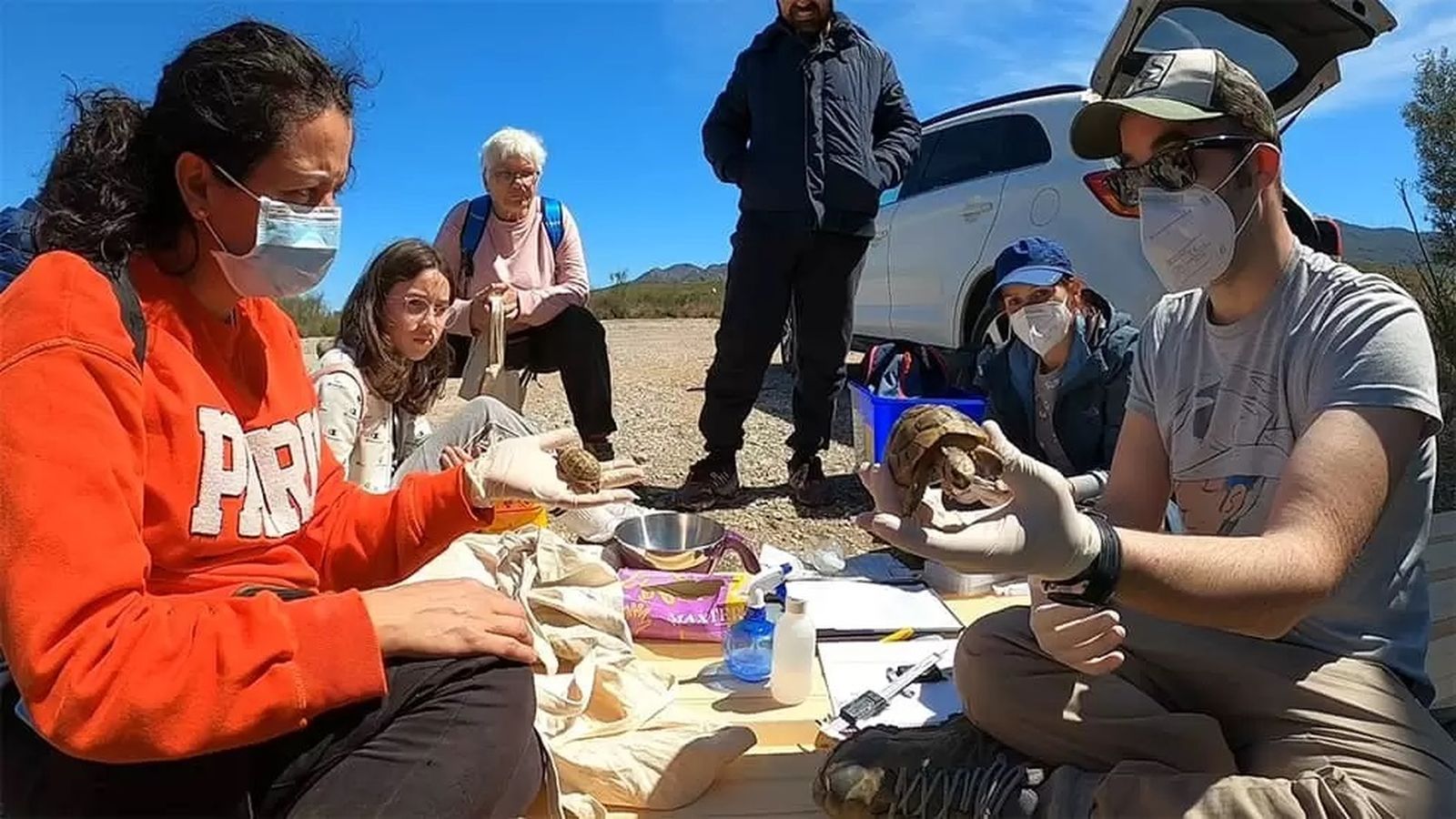 A las tortugas se les toma una serie de datos biométricos antes de ser devueltas al campo en el lugar exacto donde fueron encontradas