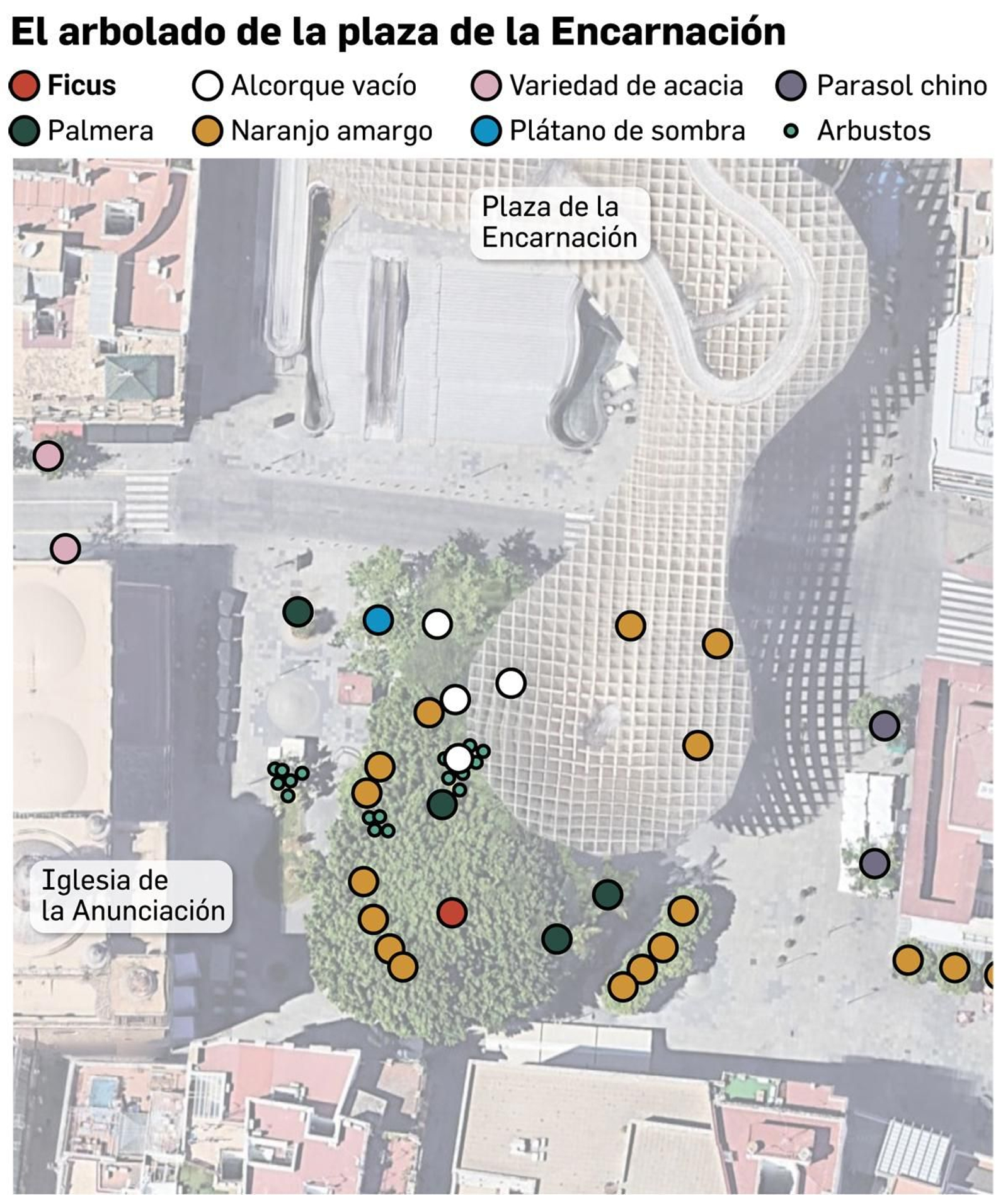 El arbolado de la plaza de la Encarnación. Fuente: Parques y Jardines, Ayuntamiento de Sevilla.