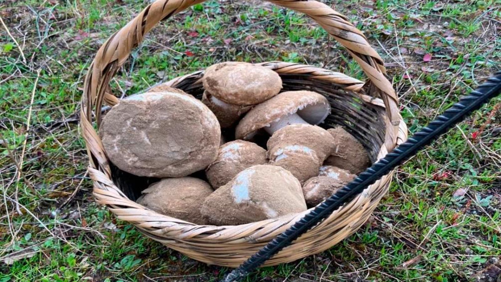 Recolección y ejemplares de gurumelo. Recolección y ejemplares de gurumelo.
