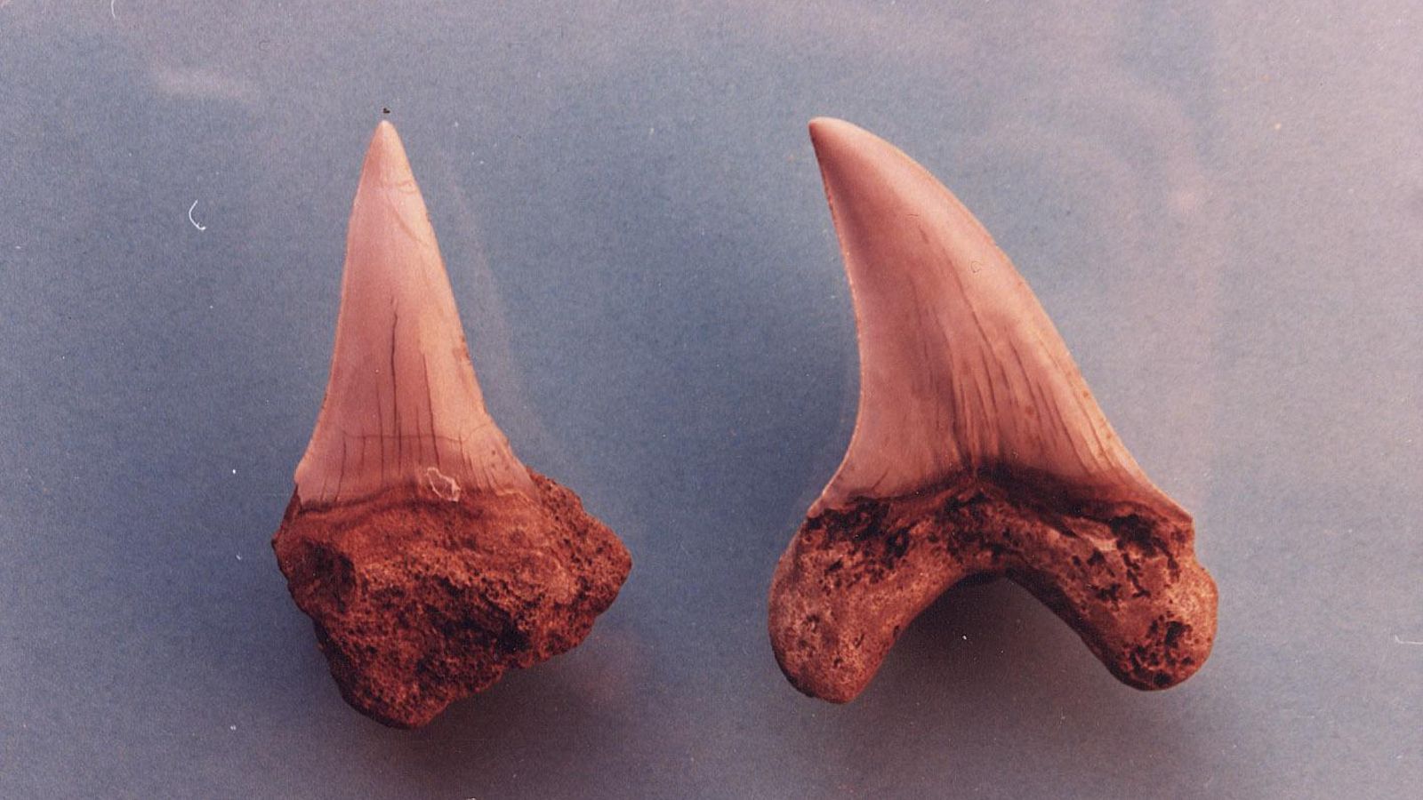 Dientes de tiburón, Isurus, hallados en El Saucejo, Sevilla.