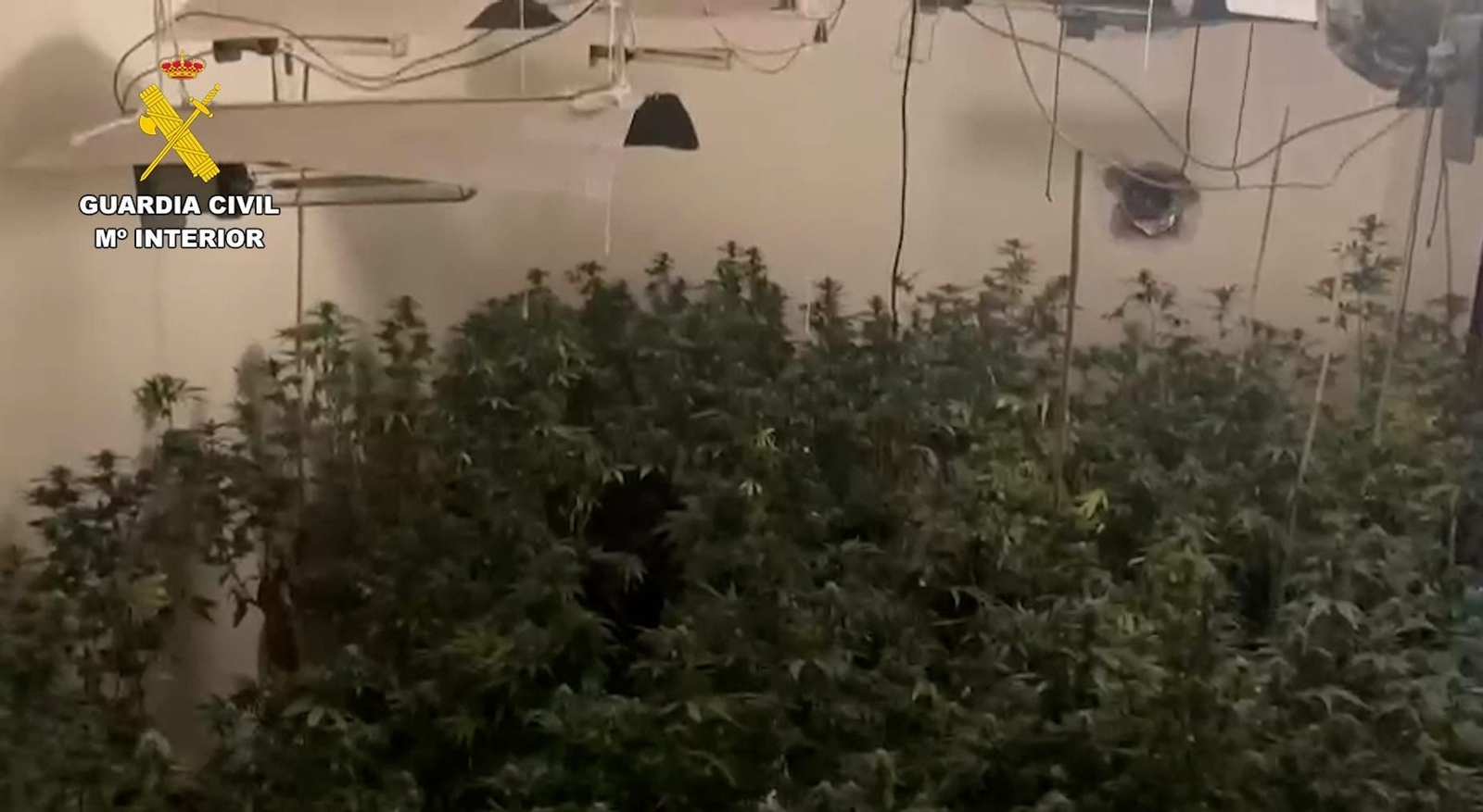 Marihuana intervenida por la Guardia Civil en La Rambla.