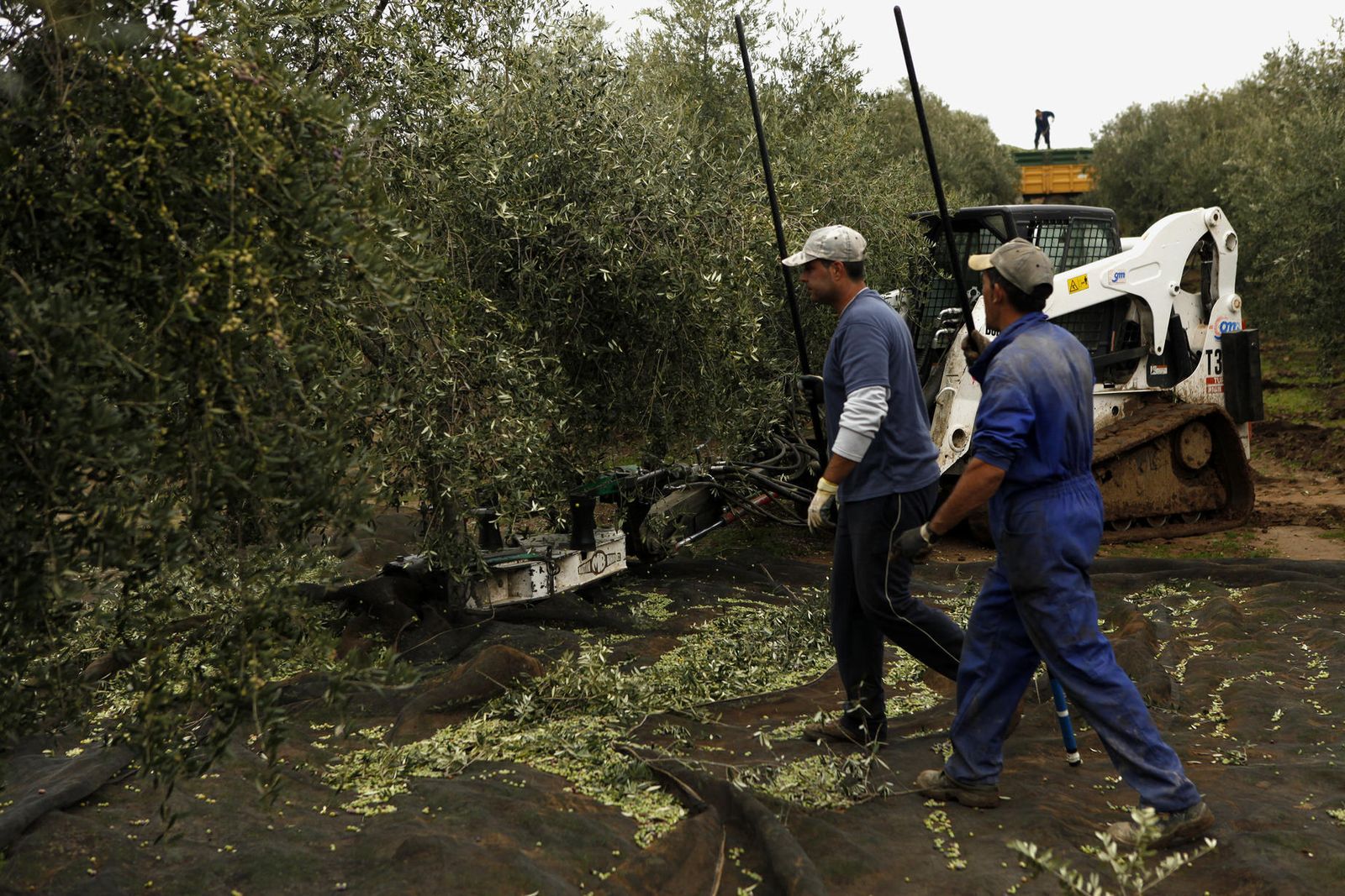 Una cuadrilla de jornaleros, en un olivar.