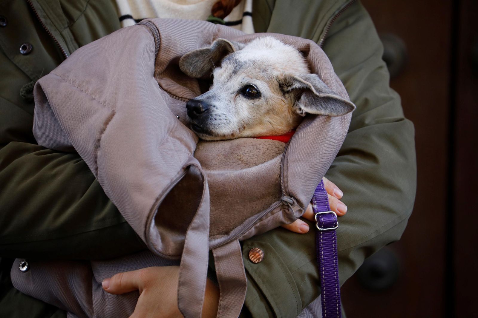 Las mejores imágenes del desfile preadopción de perros y gatos en Córdoba
