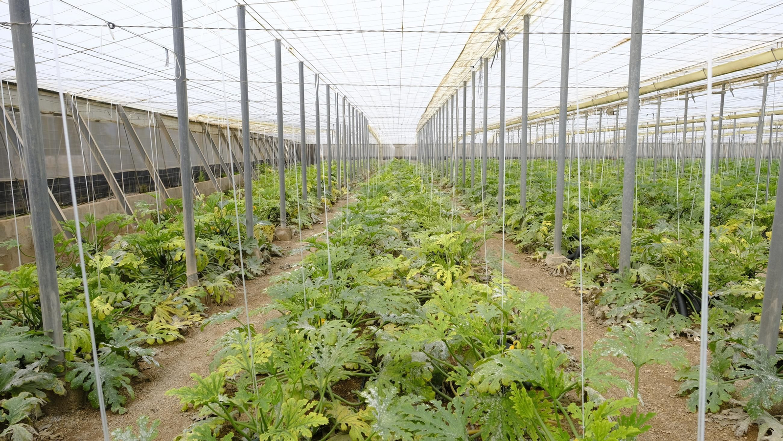 Así han atacado los virus a los calabacinos, en imágenes