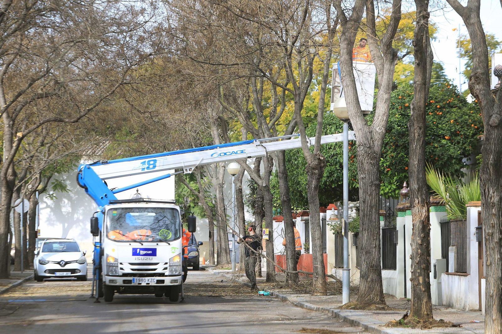 Trabajadores de la concesionaria OHL-Ingesán, durante las tareas de poda de los árboles en la barriada jerezana de España