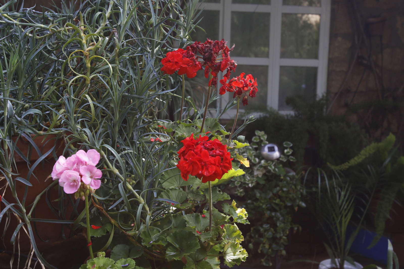 Los Patios de Córdoba en tiempos de crisis: Plaza de las Tazas, 11