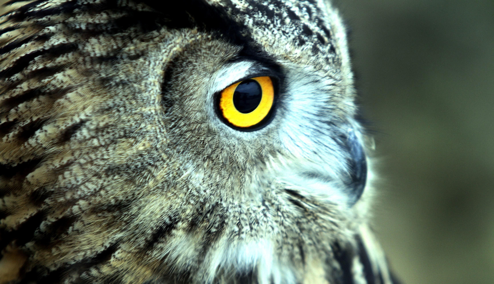 Centro de especies protegidas CREA-CEGMA