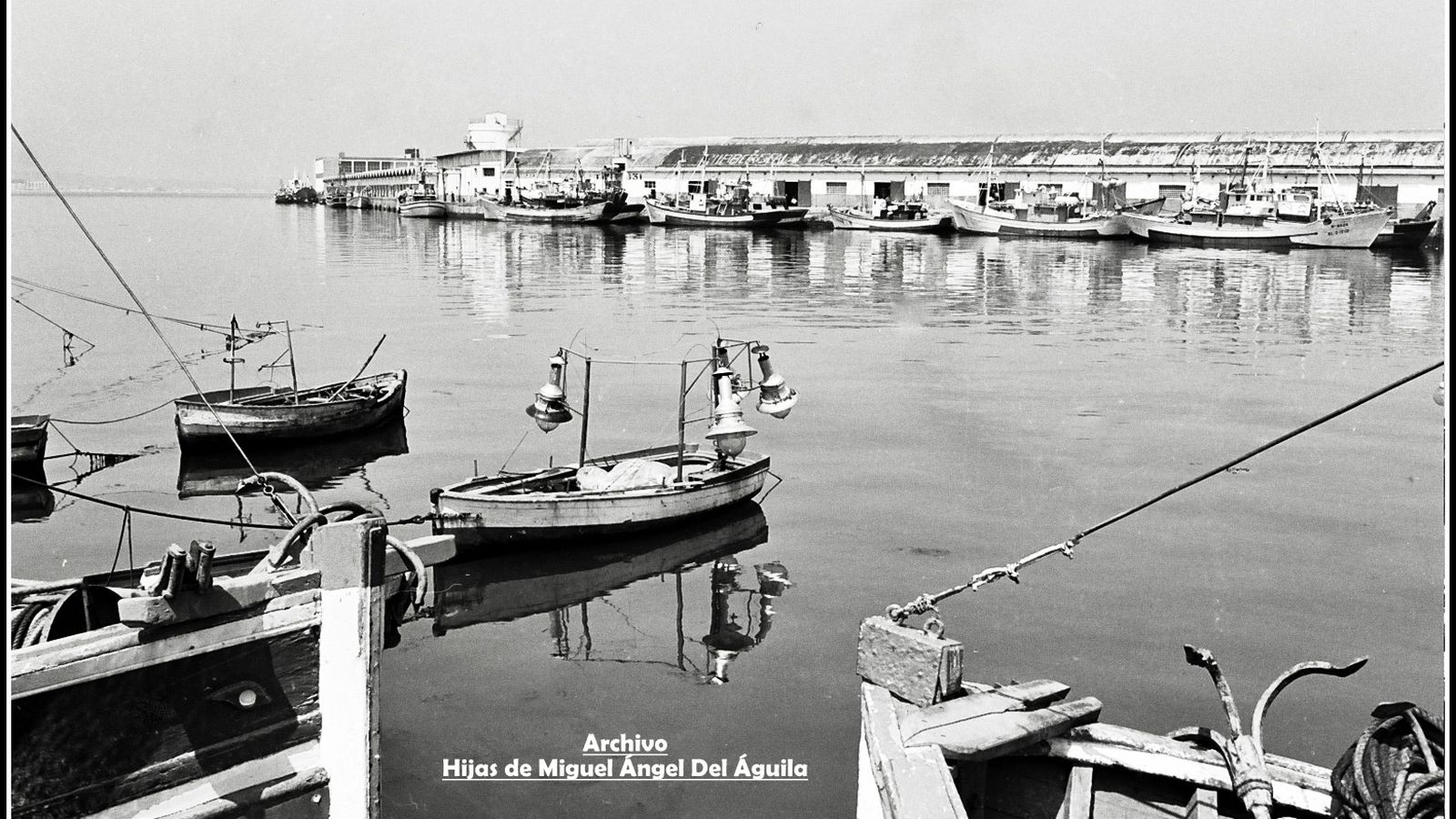 Luciérnagas de agua