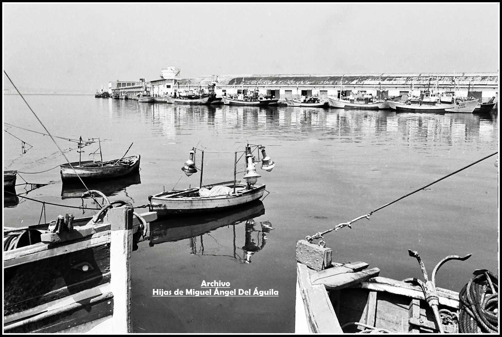 Luciérnagas de agua