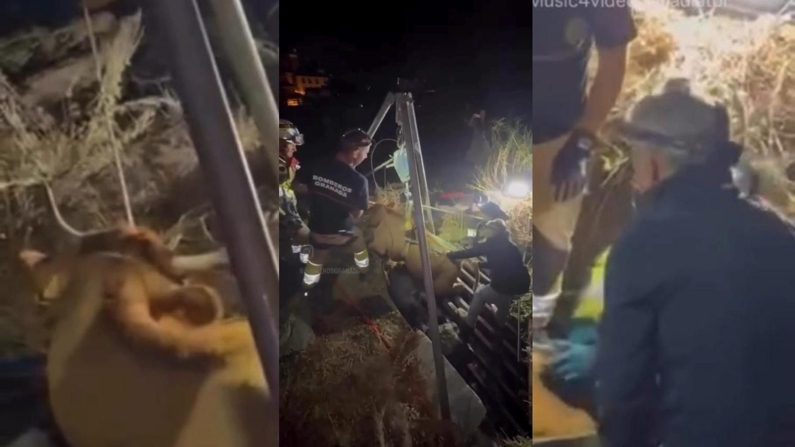 Bomberos de Granada rescatan a una vaca atrapada en Sierra Nevada