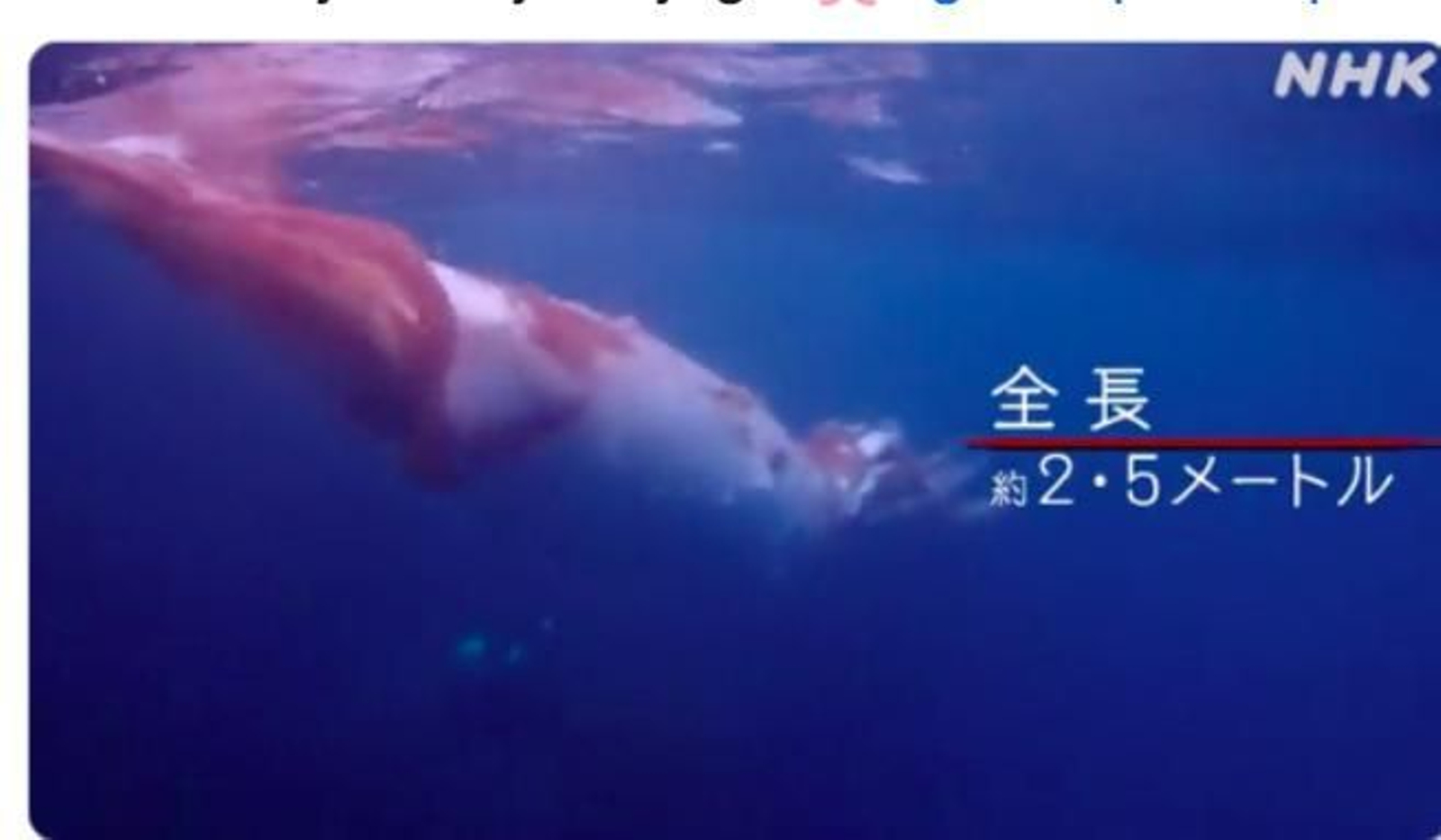 Unos buzos encuentran un calamar gigante en la costa de Japón Unos buzos encuentran un calamar gigante en la costa de Japón