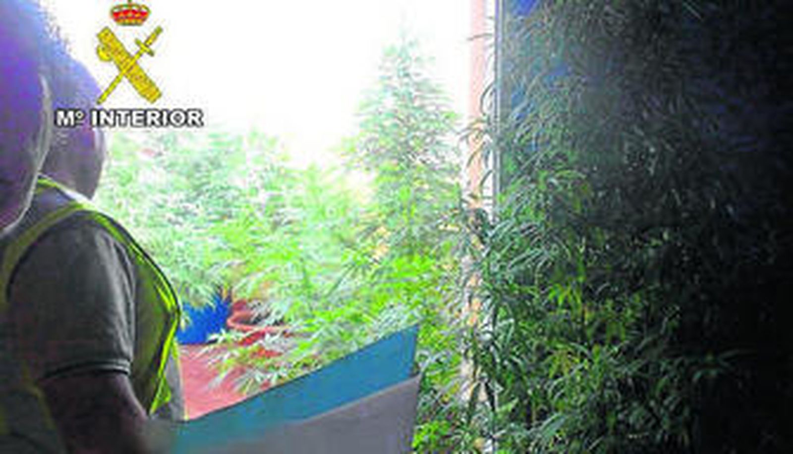 Fotografías de las plantas de marihuana en la terraza.