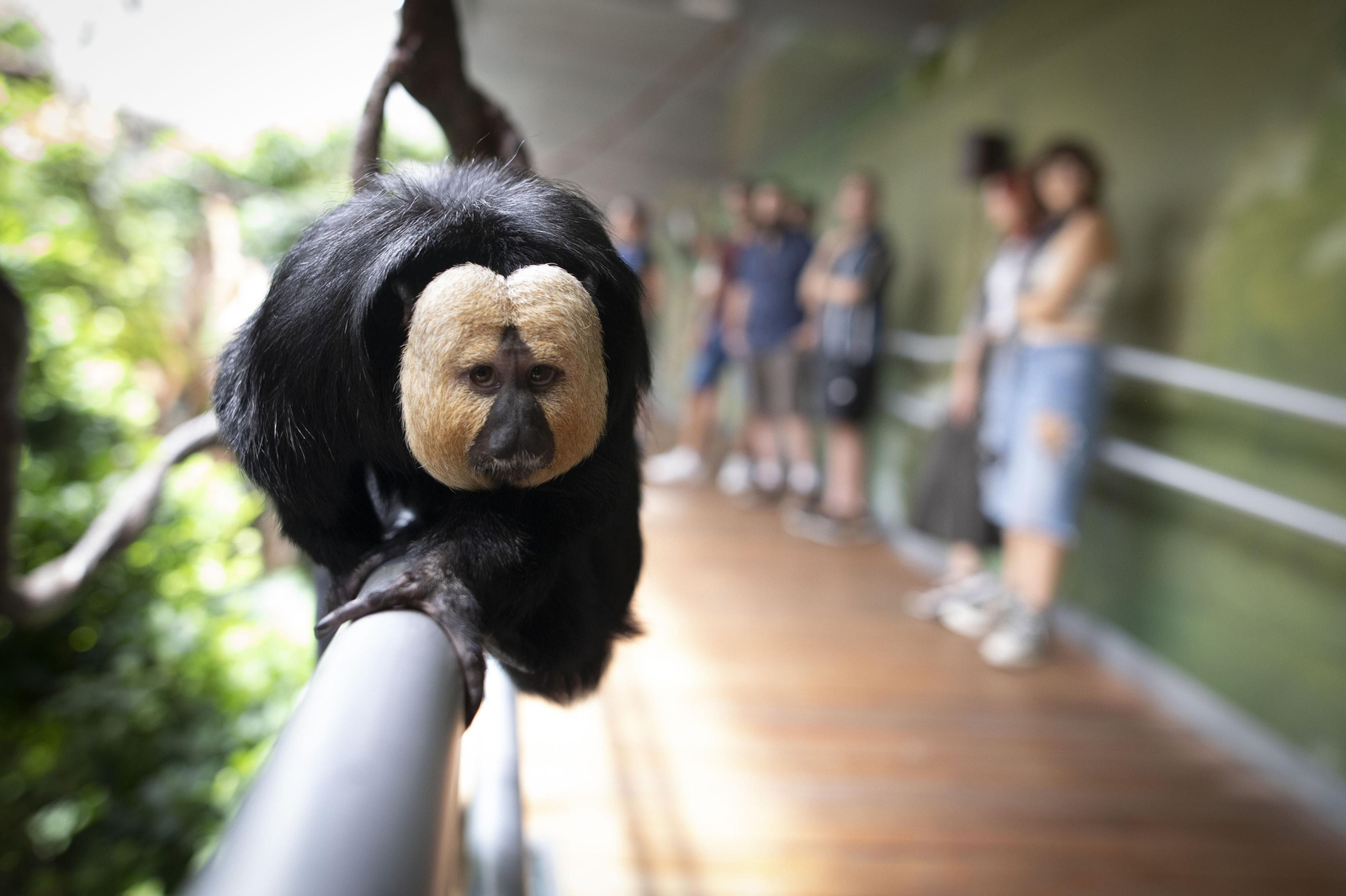 Simio en el interior del Parque de las Ciencias de Granada