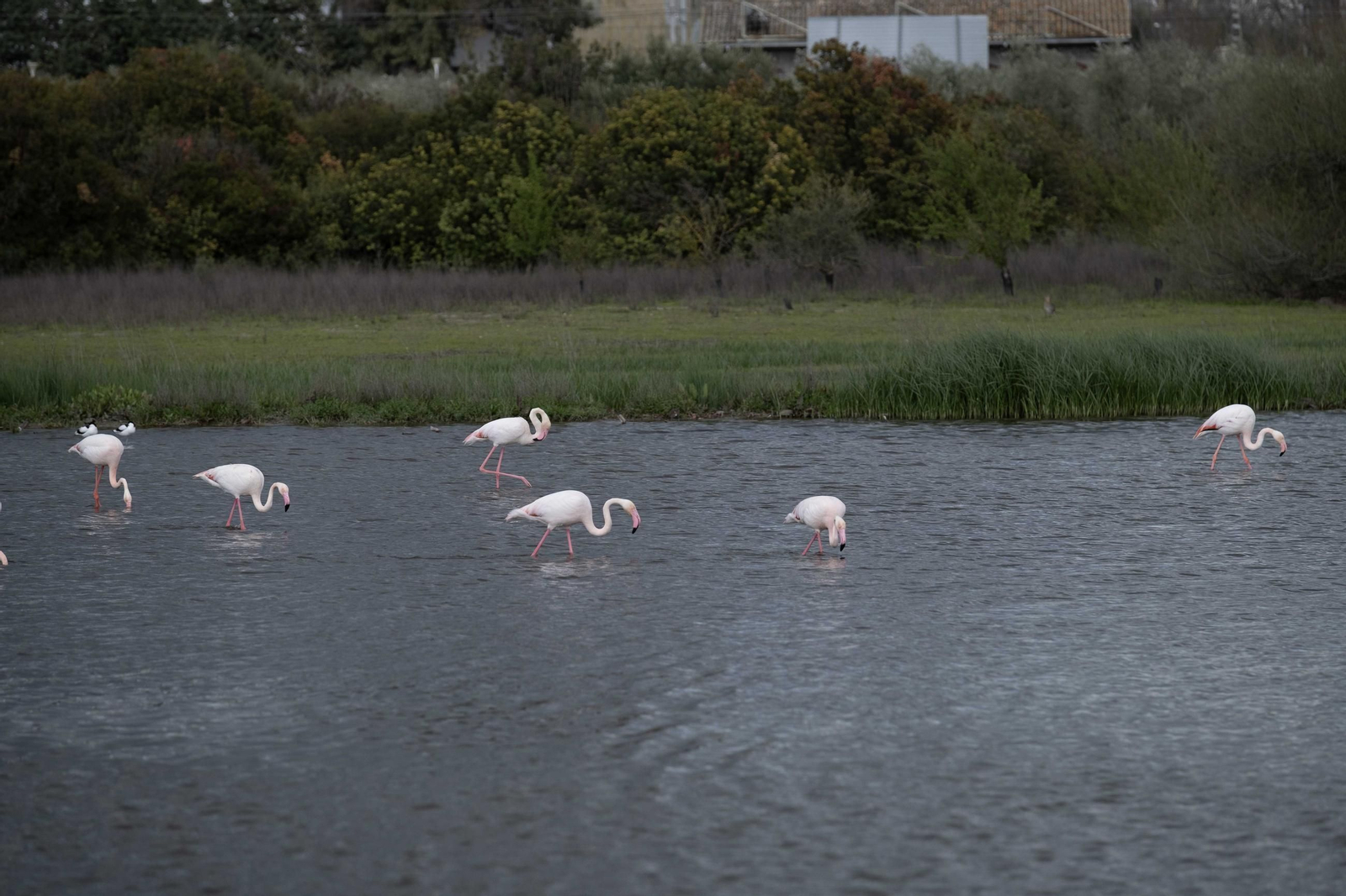 Laguna de Fuente de Piedra tras las lluvias, en fotos