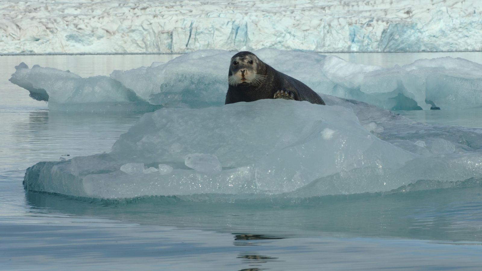 La foca barbuda entra en la catalogación de 'casi amenazadas'.