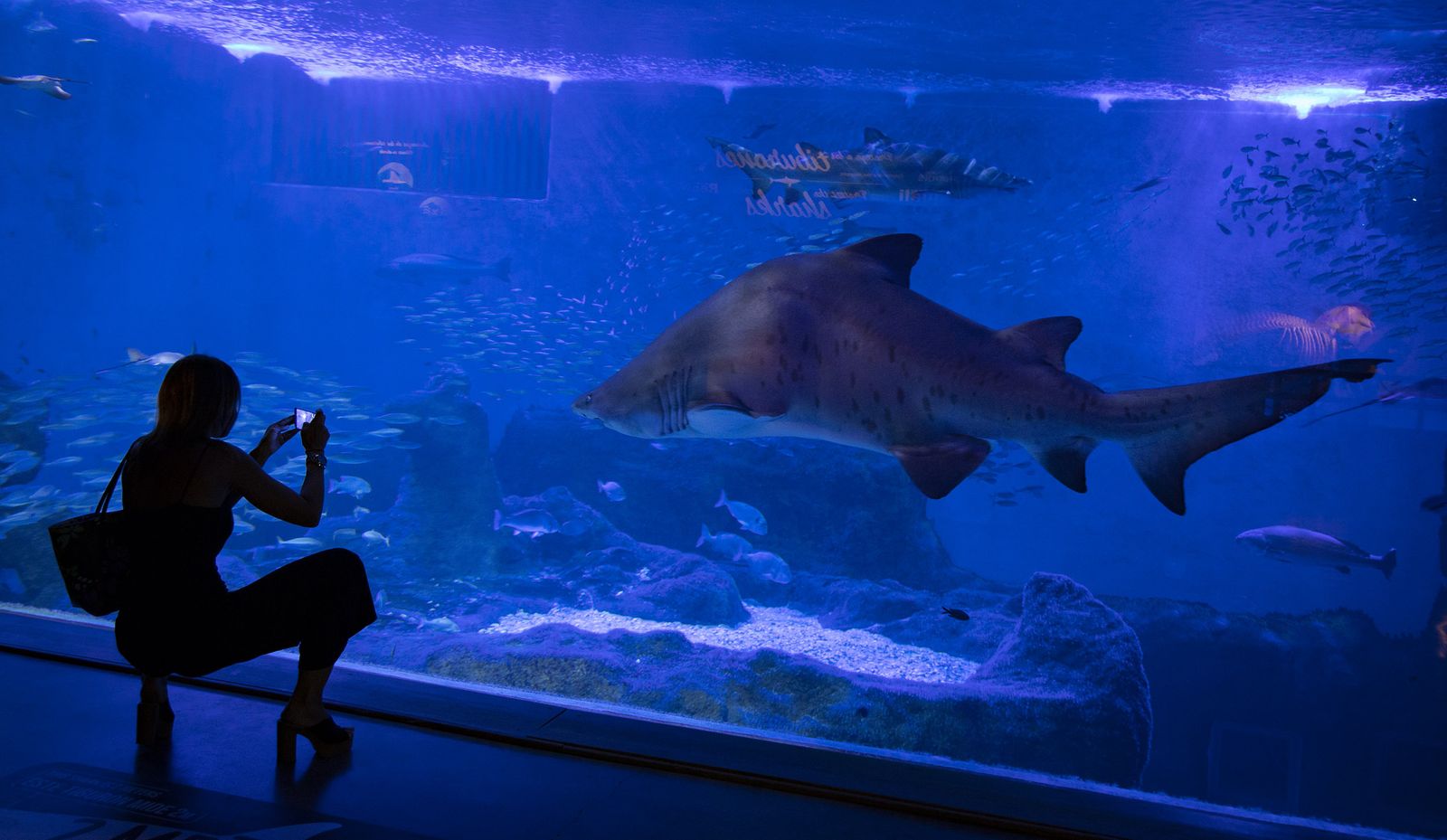 La reapertura del acuario de Sevilla, en imágenes