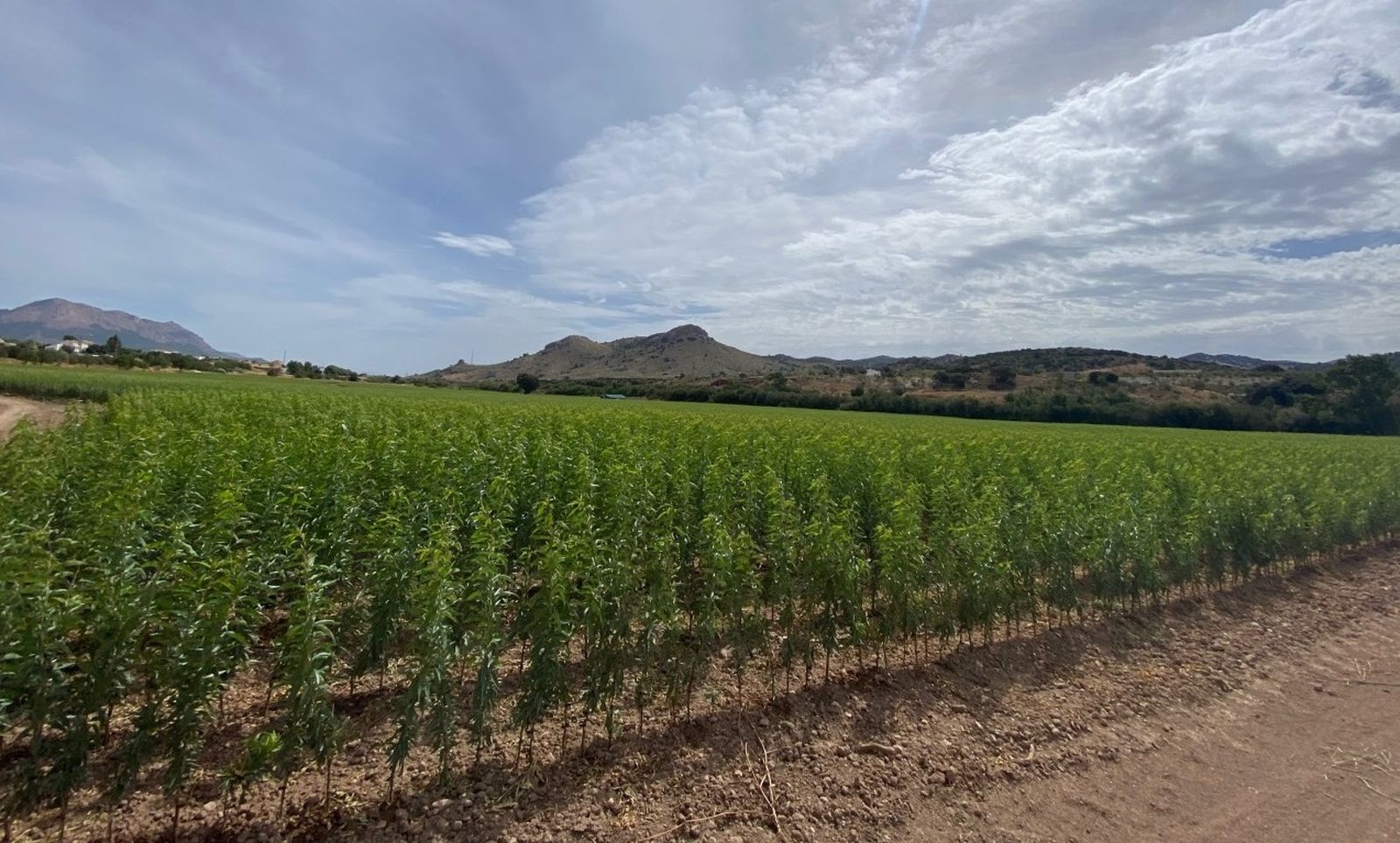 El sistema de gestión de la compañía hace que lleguen a las fincas de sus clientes plantas de la máxima calidad en las mejores condiciones