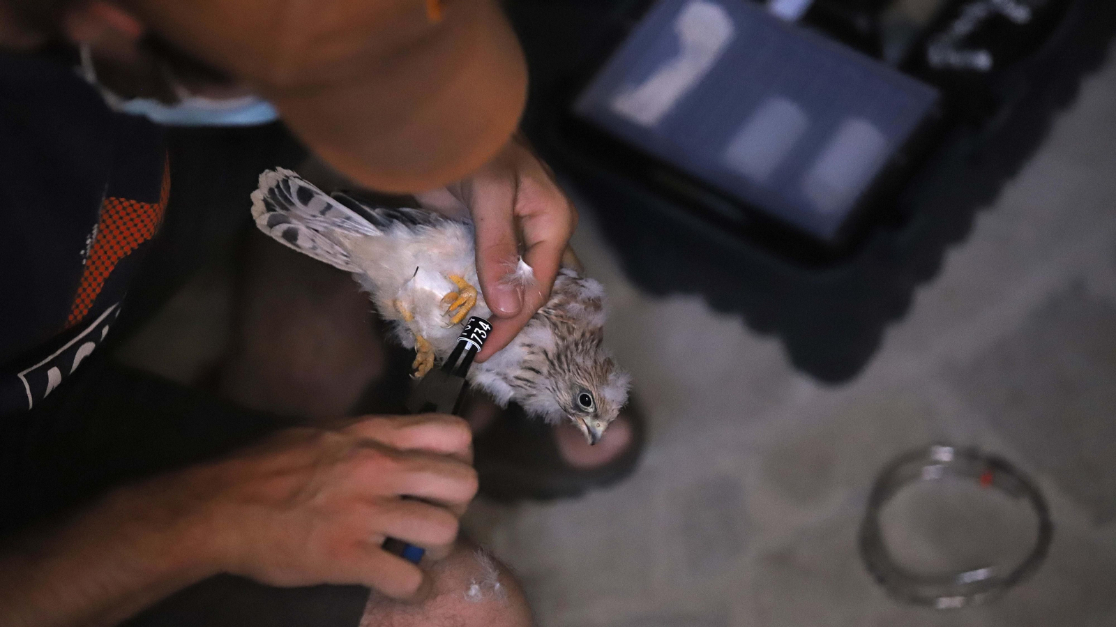 Anillamiento de cernícalos primilla del grupo Tumbabuey en Los Barrios