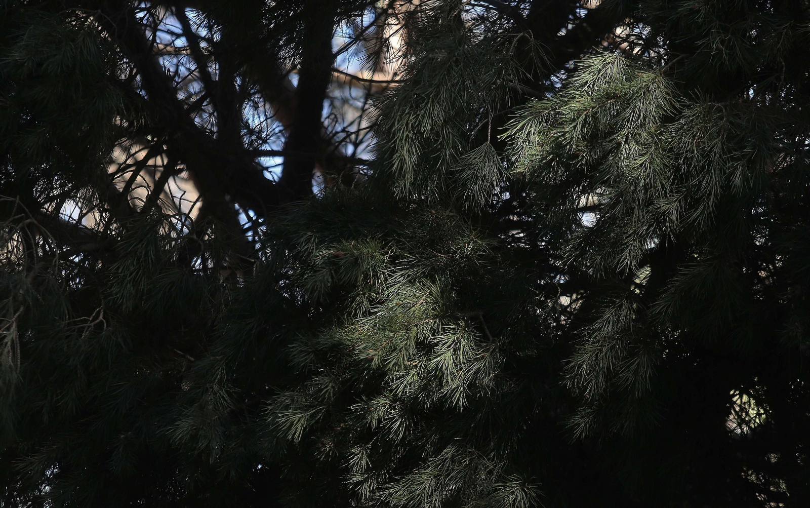El Pinar del Rey de San Roque, en imágenes