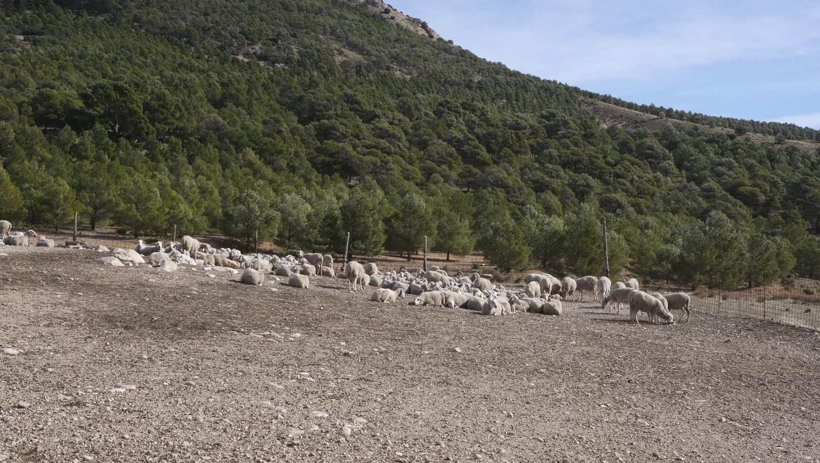 Fotogalería de la ganadería tradicional de Vélez Rubio, las imágenes más tiernas de los corderos recién nacidos