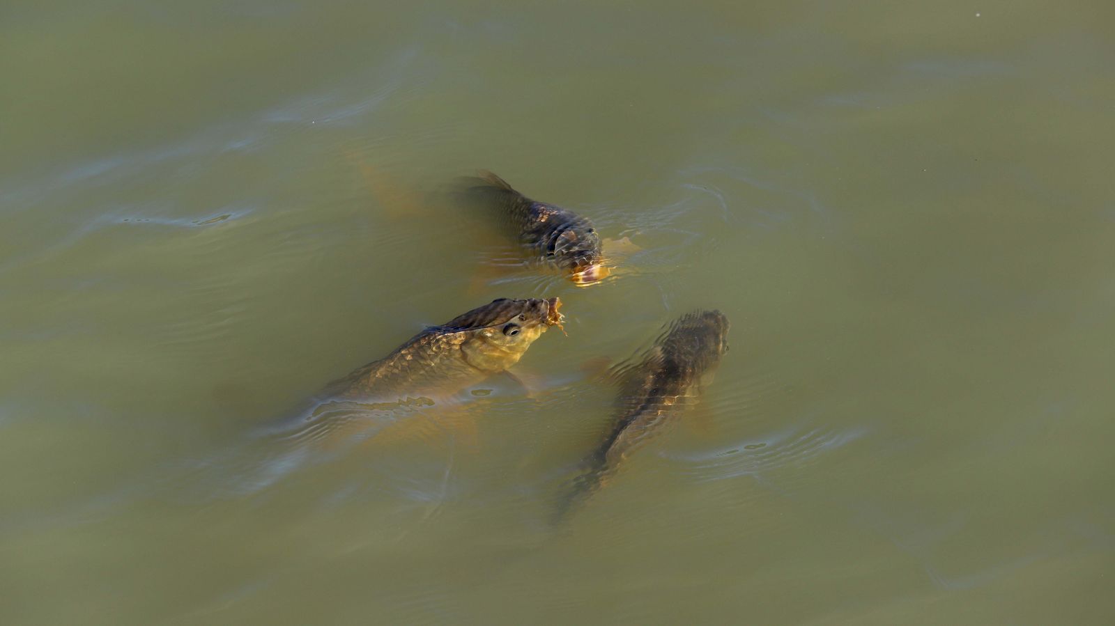 Embalse de Charco Redondo en Los Barrios