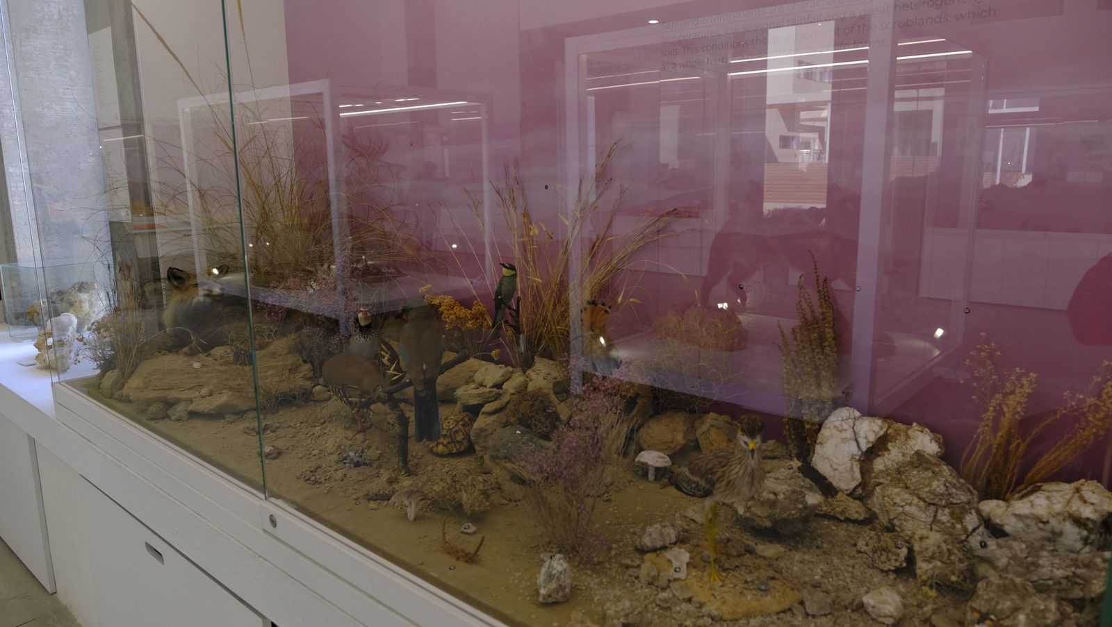 Las mejores imágenes del Pabellón de Historia Natural de la UAL