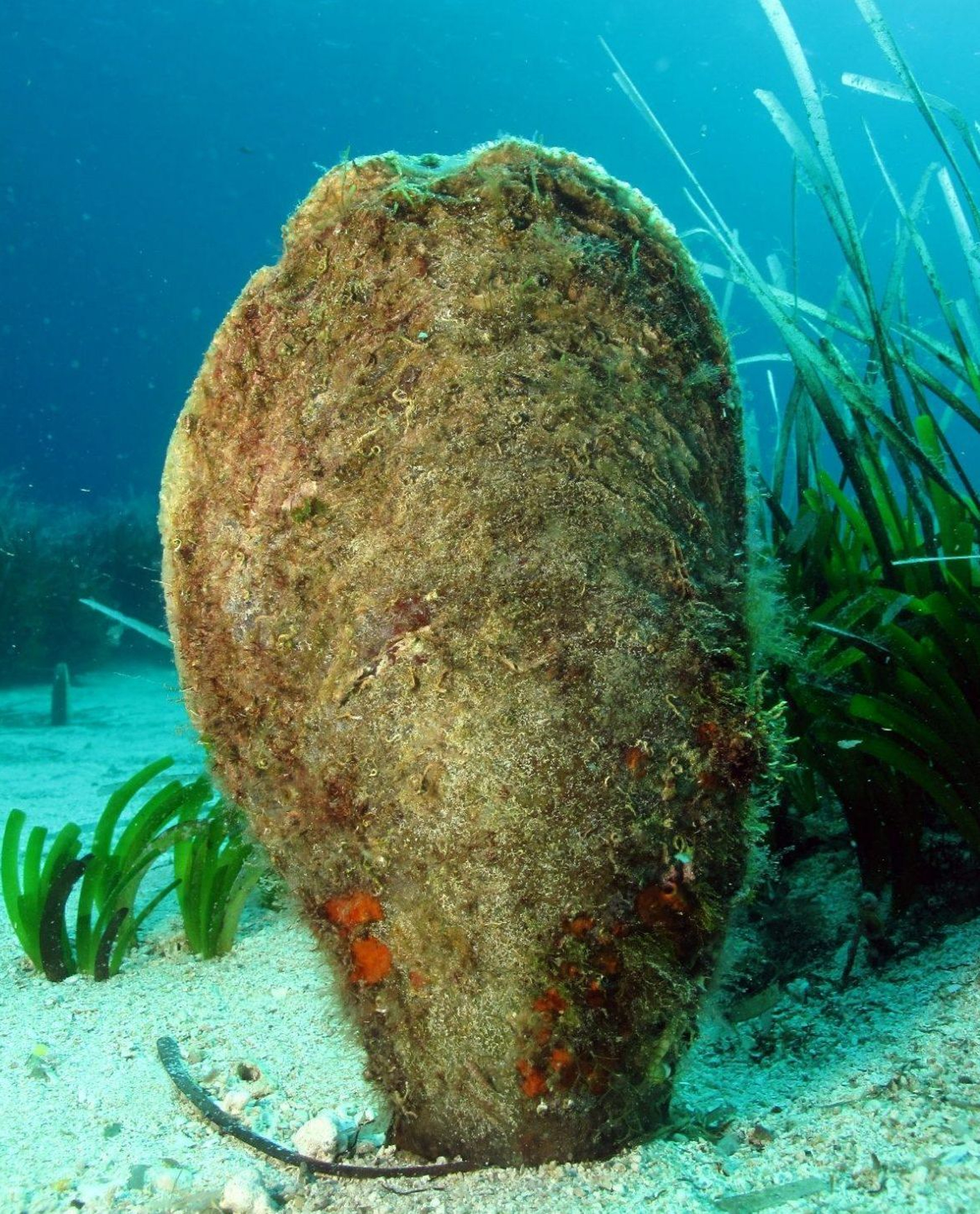 Ejemplar adulto de Pinna nobilis.