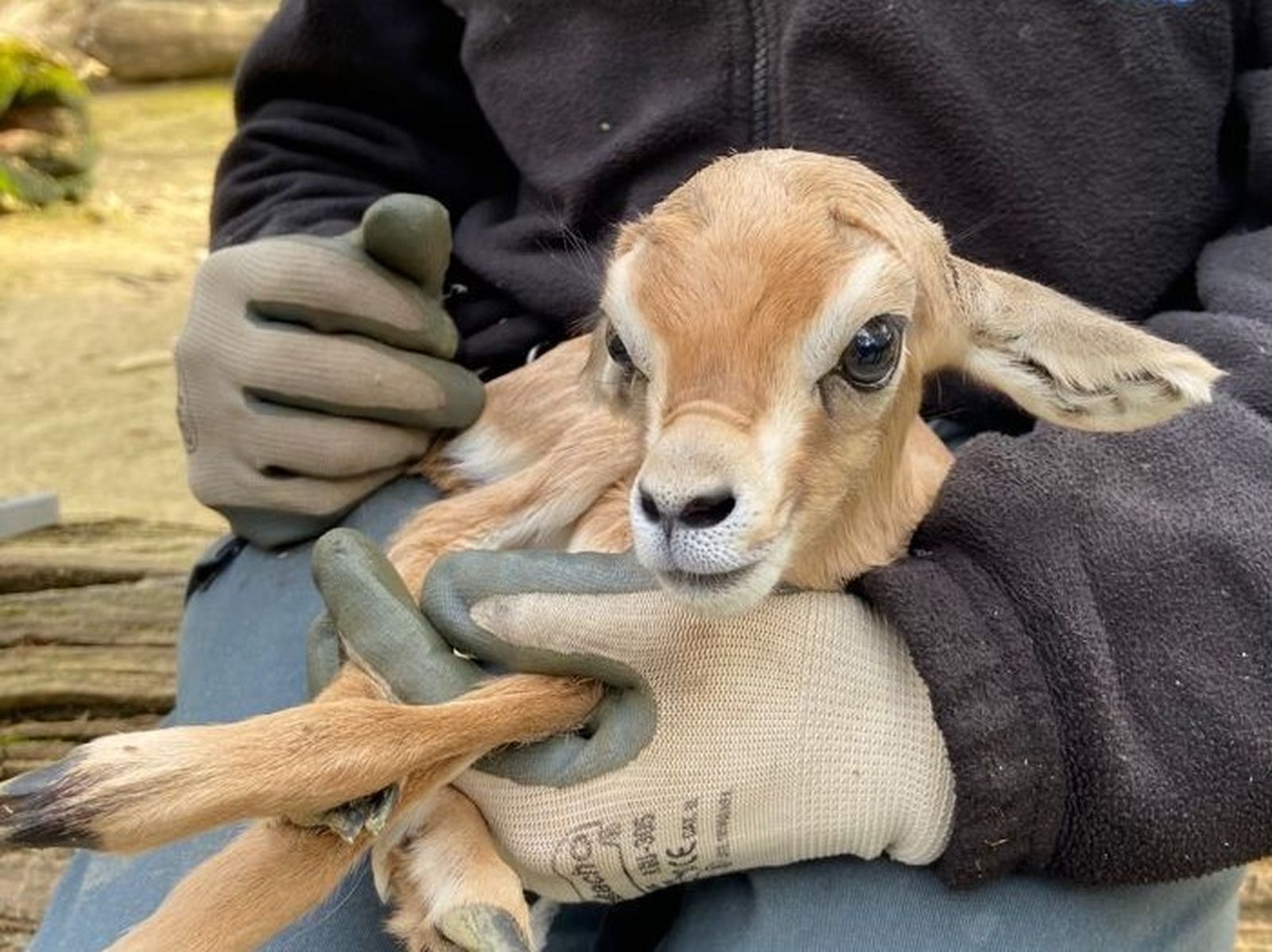 Imagen de la gacela nacida en el Zoobotánico la semana pasada.